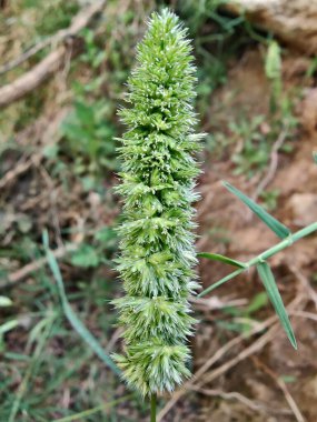 Rostraria Cristata veya Akdeniz Saç Çimeni