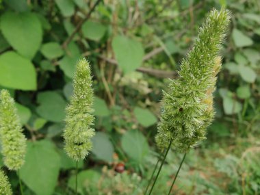 Rostraria Cristata veya Akdeniz Saç Çimeni