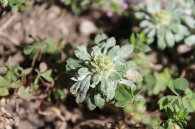 Filago Hurdwarica ya da Evax pigmaea yaban bitkisi