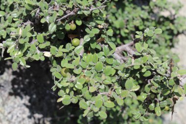 Buckthorns Rhamnus oleoides Rhamnus crocea veya Euclea racemosa