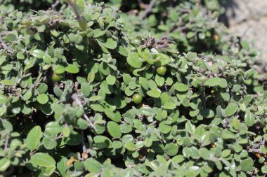 Buckthorns Rhamnus oleoides Rhamnus crocea veya Euclea racemosa