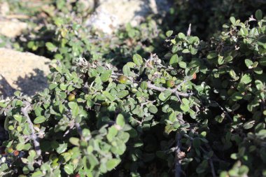 Buckthorns Rhamnus oleoides Rhamnus crocea veya Euclea racemosa