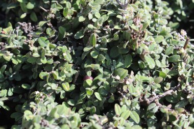 Buckthorns Rhamnus oleoides Rhamnus crocea veya Euclea racemosa