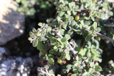 Buckthorns Rhamnus oleoides Rhamnus crocea veya Euclea racemosa