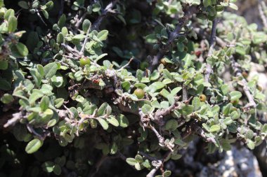 Buckthorns Rhamnus oleoides Rhamnus crocea veya Euclea racemosa
