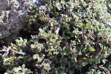 Buckthorns Rhamnus oleoides Rhamnus crocea veya Euclea racemosa