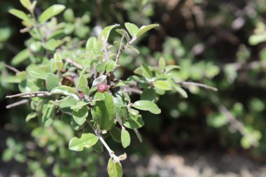 Buckthorns Rhamnus oleoides Rhamnus crocea veya Euclea racemosa