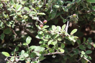 Buckthorns Rhamnus oleoides Rhamnus crocea veya Euclea racemosa