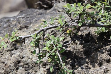 Buckthorns Rhamnus oleoides Rhamnus crocea veya Euclea racemosa