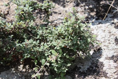 Buckthorns Rhamnus oleoides Rhamnus crocea veya Euclea racemosa