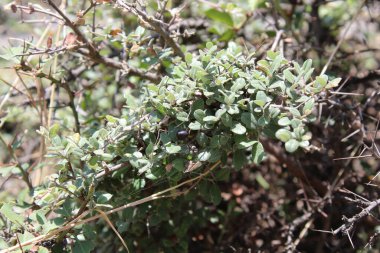 Buckthorns Rhamnus oleoides Rhamnus crocea veya Euclea racemosa