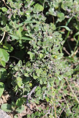 Buckthorns Rhamnus oleoides Rhamnus crocea veya Euclea racemosa