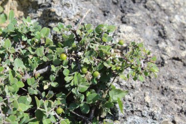 Buckthorns Rhamnus oleoides Rhamnus crocea veya Euclea racemosa