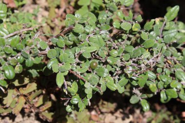 Buckthorns Rhamnus oleoides Rhamnus crocea veya Euclea racemosa