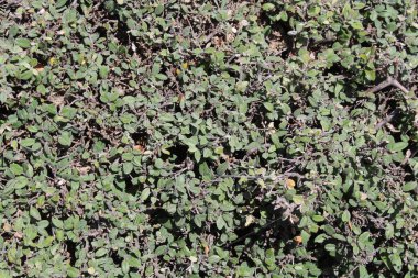 Buckthorns Rhamnus oleoides Rhamnus crocea veya Euclea racemosa