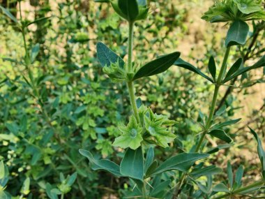 Peştun Tinjute, Rydingia michauxii veya Otostegia integrifolia