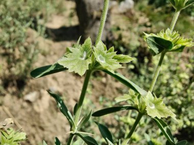Peştun Tinjute, Rydingia michauxii veya Otostegia integrifolia