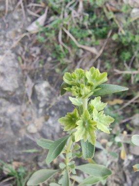 Peştun Tinjute, Rydingia michauxii veya Otostegia integrifolia
