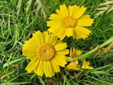 Glebionis segetum, Glebionis coronaria veya papatya çiçekleri 