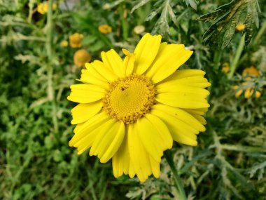Glebionis segetum, Glebionis coronaria veya papatya çiçekleri 