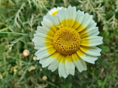 Glebionis segetum, Glebionis coronaria veya papatya çiçekleri 