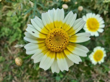 Glebionis segetum, Glebionis coronaria veya papatya çiçekleri 
