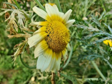 Glebionis segetum, Glebionis coronaria veya papatya çiçekleri 