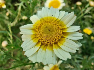 Glebionis segetum, Glebionis coronaria veya papatya çiçekleri 