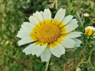 Glebionis segetum, Glebionis coronaria veya papatya çiçekleri 