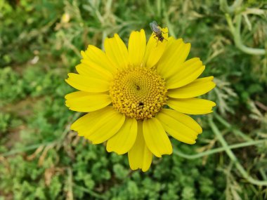 Glebionis segetum, Glebionis coronaria veya papatya çiçekleri 