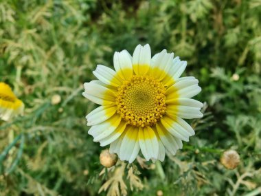 Glebionis segetum, Glebionis coronaria veya papatya çiçekleri 