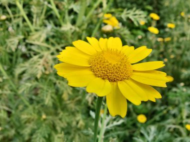 Glebionis segetum, Glebionis coronaria veya papatya çiçekleri 