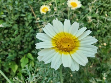 Glebionis segetum, Glebionis coronaria veya papatya çiçekleri 