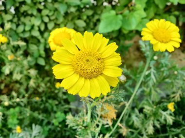 Glebionis segetum, Glebionis coronaria veya papatya çiçekleri 