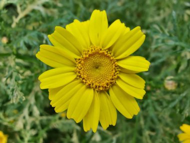 Glebionis segetum, Glebionis coronaria veya papatya çiçekleri 
