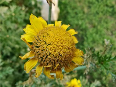 Glebionis segetum, Glebionis coronaria veya papatya çiçekleri 
