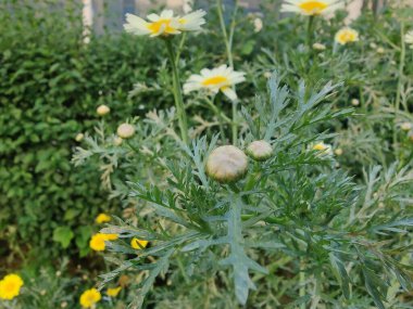 Glebionis segetum, Glebionis coronaria veya papatya çiçekleri 