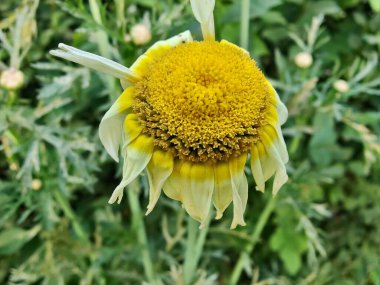 Glebionis segetum, Glebionis coronaria veya papatya çiçekleri 