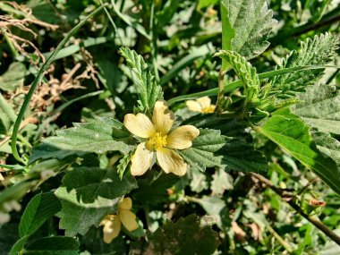 Dikenli malvastrum, Malvastrum coromandelianum ya da üçlü sahte mallow