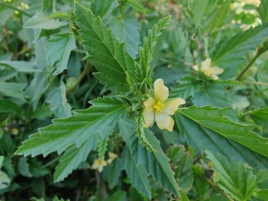 Dikenli malvastrum, Malvastrum coromandelianum ya da üçlü sahte mallow