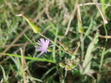 Mavi Marul, Lactuca tatarica veya ormanlık marul.