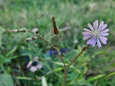 Mavi Marul, Lactuca tatarica veya ormanlık marul.