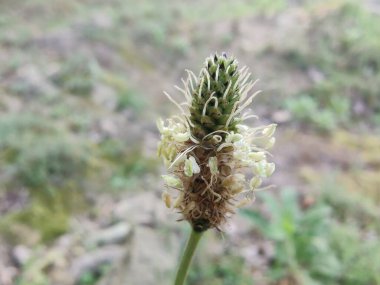 Bitki soğanı ya da Ribwort bitkisi.