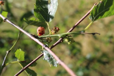 Rubus fruticosus, Blackberry, Morus alba veya sıradan dut meyveleri