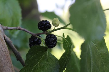 Rubus fruticosus, Blackberry, Morus alba veya sıradan dut meyveleri