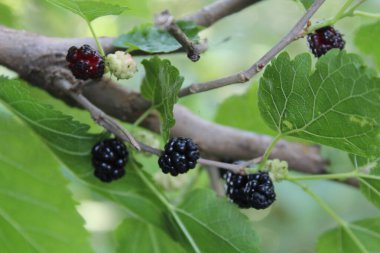 Rubus fruticosus, Blackberry, Morus alba veya sıradan dut meyveleri