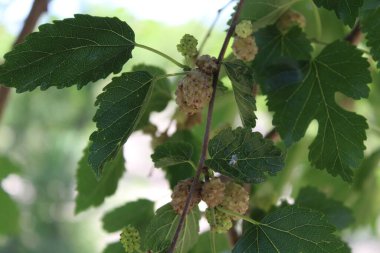 Rubus fruticosus, Blackberry, Morus alba veya sıradan dut meyveleri