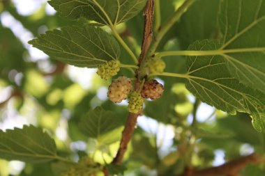 Rubus fruticosus, Blackberry, Morus alba veya sıradan dut meyveleri