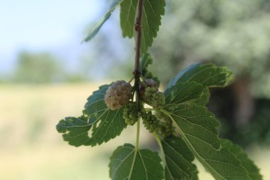 Rubus fruticosus, Blackberry, Morus alba veya sıradan dut meyveleri
