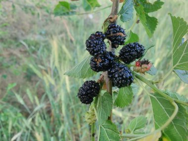 Rubus fruticosus, Blackberry, Morus alba veya sıradan dut meyveleri